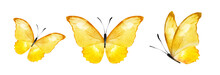 Color Watercolor Butterflies , Isolated On The White