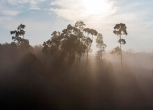Sunlight Filters Through The Trees In The Forest Of The Kerinci Valley, Sumatra, Indonesia.
