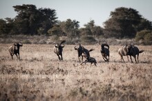 Wildebeest Give Chase, Kalahari Desert