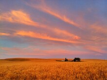 Golden Wheat Fields With Farm In Distance At Sunset With Pink Clouds.
