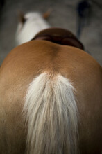 The Rear-end Of A Horse In The French Alps.