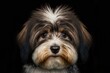Laugh out loud funny animal photo of a lovable havanese puppy looking straight at the camera Generative AI
