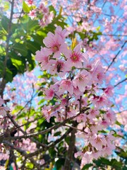 Wall Mural - pink cherry blossom. cherry blossom sakura with bee in the spring time with blue sky background.