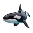 Killer whale or orca in transparent background. AI-generative.