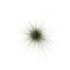 wild field grass, top view, isolated on a transparent background, 3D illustration, cg render