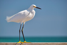 White Heron Wild Sea Bird, Also Known As Great Egret On Seaside In Summer