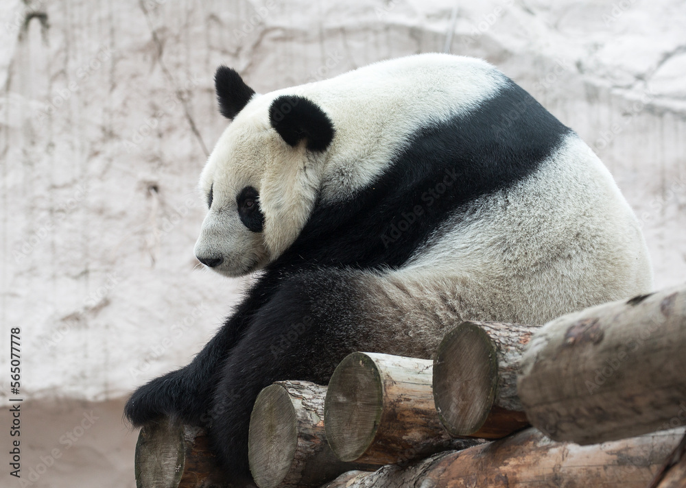 Giant Panda or bamboo bear is a mammal of the bear family with a peculiar black-and-white coat color. The big panda is found only in the mountain forests of several western provinces of China