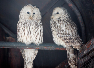 Wall Mural - Ural owl.
 The bird resembles an ordinary owl, but has a lighter, almost white color of the facial disk and the main background of the plumage with light brown mottling, longitudinal strokes and strip