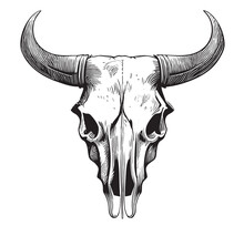 Cow Skull Sketch Hand Drawn In Doodle Style Vector Illustration