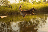 Fototapeta  - brown tervueren belgian shepherd dog jumping into water in the summer at sunset