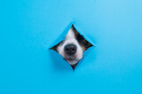 Fototapeta Kawa jest smaczna - Funny dog muzzle from a hole in a paper blue background. Copy space. 