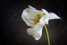 Close Up Of White Tulip Against Dark Gray Background.