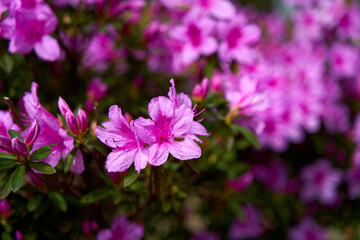 Wall Mural - Bright pink blooming flowers on an azalea shrub