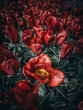 Red tulips, roses, beautiful flowers, in a green field, dramatic, high contrast, artistic.