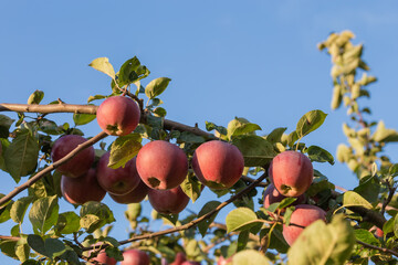 Wall Mural - Apple tree branch with red apples against sky at sunset