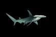 Great hammerhead shark in night dive