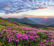 © Vitalii_Mamchuk - Sunrise. Rhododendron flowers blooming on the high mountain. Spring morning. Wallpaper background. Panoramic view. Sun rays enlighten the meadow.