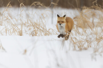 Canvas Print - Red fox running in winter