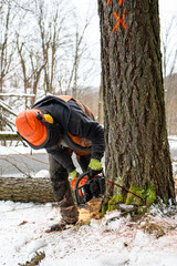 Wall Mural - A professional lumberjack cutting down a dangerous tree near a public road.