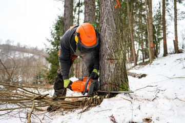 Sticker - A professional lumberjack cutting down a dangerous tree near a public road.