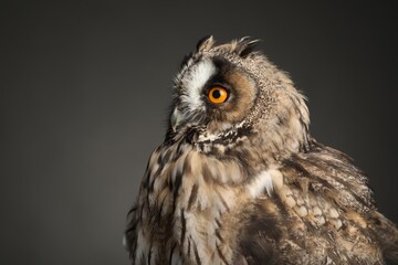 Sticker - Beautiful eagle owl on grey background, closeup. Predatory bird