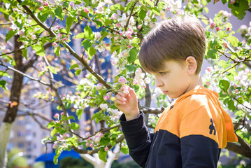 Wall Mural - The boy at the apple blossom in the spring garden