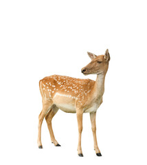 Sticker - Beautiful deer on white background. Wild animal