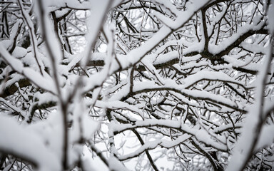 snow covered branches