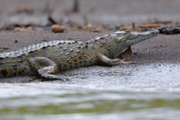 Wall Mural - American crocodile, Crocodylus acutus, Costa Rica