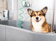 welsh corgi Pembroke getting a bath at a pet grooming spa
