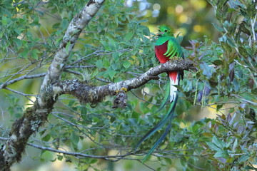 Wall Mural - Crested quetza (Pharomachrus antisianus), Costa Rica