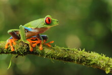 Red-eyed Treefrog, Agalychnis Saltator, Costa Rica