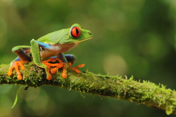 Wall Mural - Red-eyed treefrog, Agalychnis saltator, Costa Rica