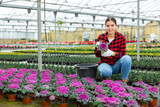 Fototapeta Kwiaty - Young positive female florist working with pink cauliflower plants in pots in greenhouse