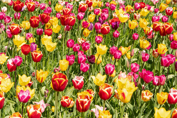 Canvas Print - spring flower beds of blooming colorful pink purple tulips in a large park