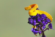 Yellow Eyelash Viper, Botheriechis Schlegelii, Costa Rica