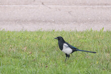 Magpie On The Grass Stand Up On The Field Pica Pica