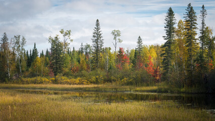 Wall Mural - Autumn colors along a small creek in Northern Wisconsin.  Vilas County, WI.