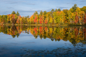 Wall Mural - Warm light at sunrise on peak autumn color on the shoreline of a small Northwoods lake.