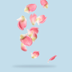 Beautiful pink peony petals falling on pale light blue background