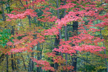 Wall Mural - Splashes of scarlet in the autumn woods of Northern Wisconsin.