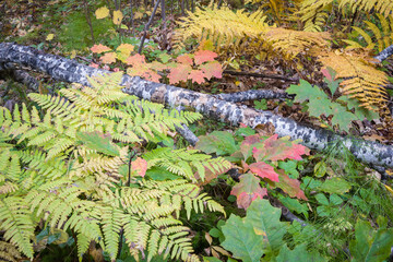 Wall Mural - Forest ferns in various phases of autumn color on the forest floor in Northern Wisconsin.