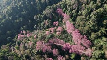 Top View  Wild Himalayan Cherry (Prunus Cerasoides) Or Thai Sakura Flower