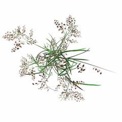 wild field grass, top view, isolated on white background, 3D illustration, cg render