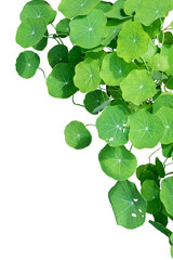 Sticker - green leaves isolated