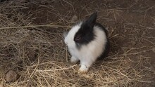 Black And White Bunny Rabbit Eating Hay On Ground