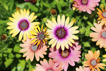 Canvas Print - Colorful african daisy flowers close up