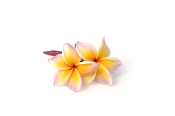 Wall Mural - beautiful plumeria flowers isolated on white background.