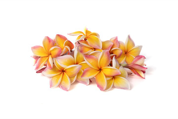 Wall Mural - beautiful plumeria flowers isolated on White background.