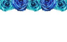Four Rose Flowers, Blue And Sky Blue Roses Stacked Above, On A White Background, Object, Nature, Banner, Valentine, Card, Love, Copy Space